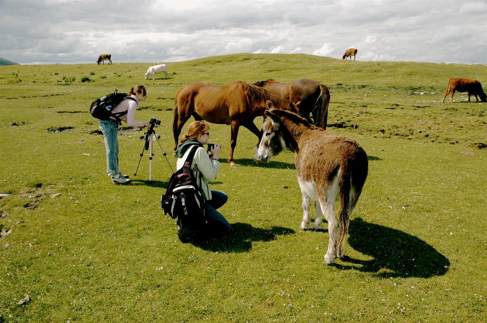 Burren student and cow